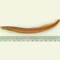 A photograph of a Northern Brook Lamprey