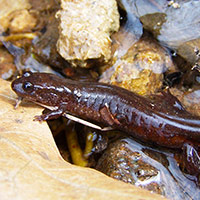 A photograph of a Northern Dusky Salamander