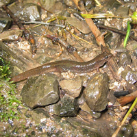 northern dusky salamander