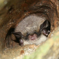 A photograph of a Northern Myotis