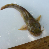 A photograph of a Northern Madtom