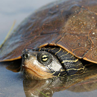 A photograph of a Northern Map Turtle