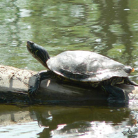 northern map turtle