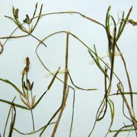 A photograph of a Ogden's Pondweed