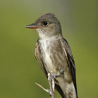 A photograph of a Olive-sided Flycatcher