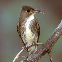 olive-sided flycatcher