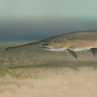 paddlefish