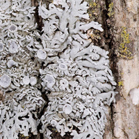 A photograph of a Pale-bellied Frost Lichen