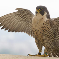 A photograph of a Peregrine Falcon