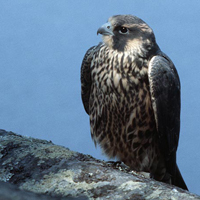 peregrine falcon