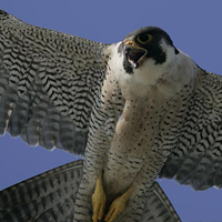 peregrine falcon