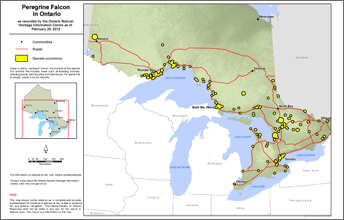 map of peregrine falcon range