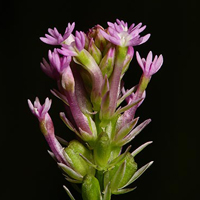A photograph of a Pink Milkwort