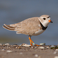A photograph of a Piping Plover