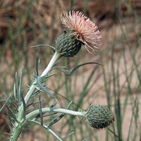 A photograph of a Pitcher's Thistle