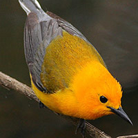 A photograph of a Prothonotary Warbler