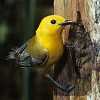 prothonotary warbler