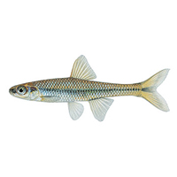 A photograph of a Pugnose Minnow