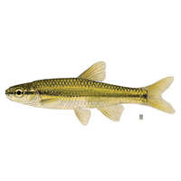 Pugnose Minnow – Discover Fishes