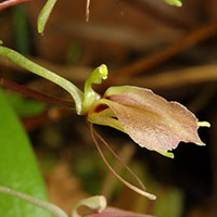 A photograph of a Purple Twayblade