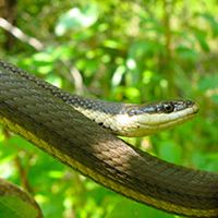 A photograph of a Queensnake