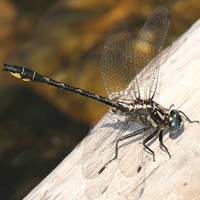 A photograph of a Rapids Clubtail