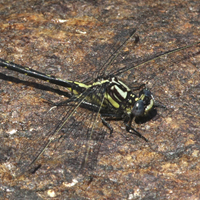 rapids clubtail