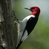 A photograph of a Red-headed Woodpecker