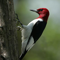 red-headed woodpecker