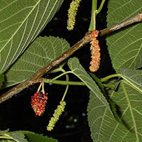 A photograph of a Red Mulberry
