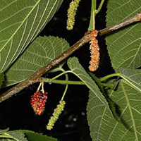 fruite : Mûrier rouge