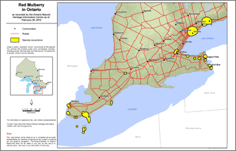 Map of Red Mulberry range