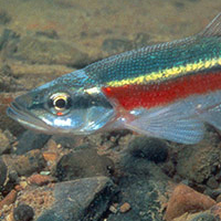 A photograph of a Redside Dace