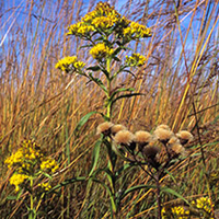 A photograph of a Riddell's Goldenrod