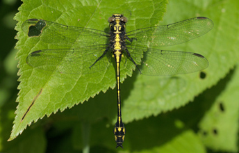 A photograph of a Riverine clubtail