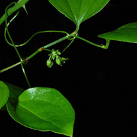 A photograph of a Round-leaved Greenbrier