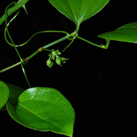 Smilax à feuilles rondes