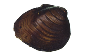 pleurobeme-ecarlate