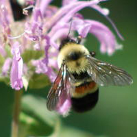 A photograph of a Rusty-patched Bumble Bee