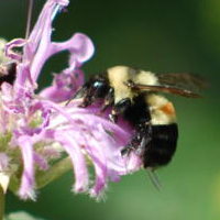 rusty-patched bumble bee