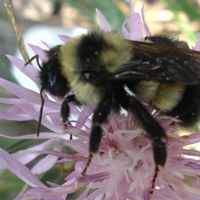 rusty-patched bumble bee