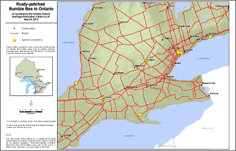 map of rusty patched bumble bee range