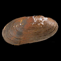 A photograph of a Salamander Mussel