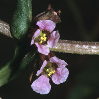 A photograph of a Scarlet Ammannia