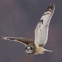 A photograph of a Short-eared Owl