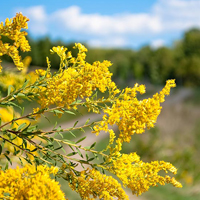 A photograph of a Stiff-leaved Showy Goldenrod