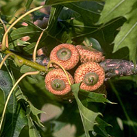 A photograph of a Shumard Oak