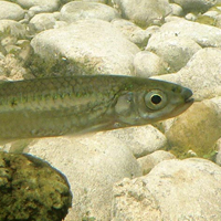 A photograph of a Silver Shiner