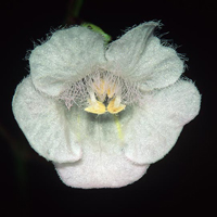 A photograph of a Skinner's Agalinis