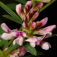Slender bush-clover